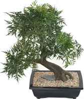 Vert Espace Aralia bonsai v květináči 50 cm