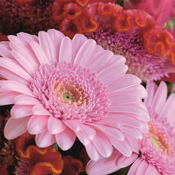 3D přání do obálky-gerbery, 1ks