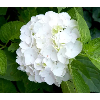 Sazenice Hydrangea m.'Little White', 15–20 CM