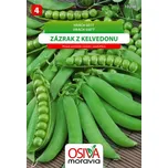 Osiva Moravia Zázrak z Kelvedonu hrách…