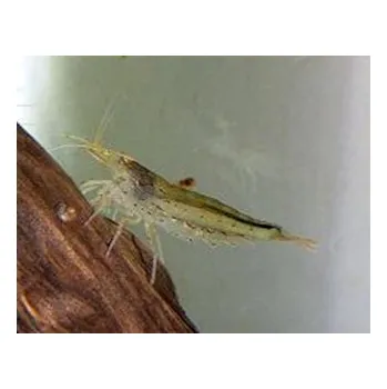 Dekorace do akvária Krevetka Japonská L/XL, 3,5 cm