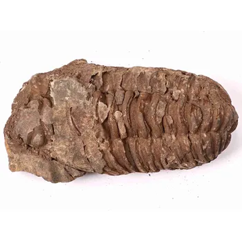 Magieprirody.cz Fosilie Trilobit Calymene Flexicalymene 100 mm #152