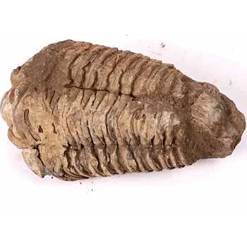 Magieprirody.cz Fosilie Trilobit Calymene Flexicalymene 85 mm #158
