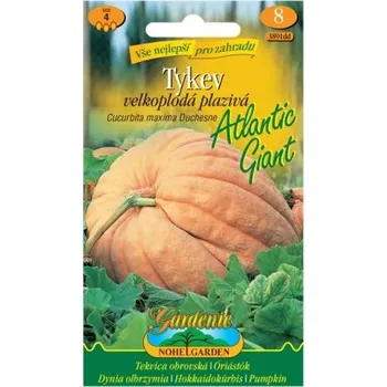 Semeno Tykev velkoplodá plazivá ATLANTIC GIANT - NOHEL GARDEN