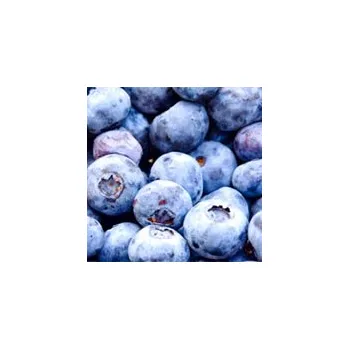 Sazenice Kanadská borůvka POLOPOZDNÍ ´Ozarkblue´(Vaccinium corymbosum ´Ozarkblue´)