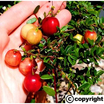 Sazenice Americká brusinka velkoplodá (Cranberry ´Pilgrim´)