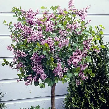 Sazenice Syringa meyeri 'Palibin', na kmínku 50 CM