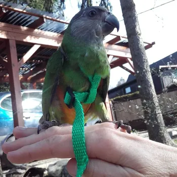 Postroj pro psa Kšíry pro papoušky S růžová