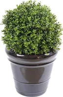 Vert Espace Buxus New 45 cm