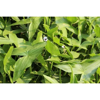 Sagittaria sagittifolia