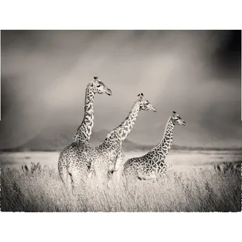 Fototapeta Fototapeta vliesová Žirafy 340x254 cm