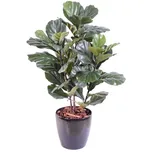 Vert Espace Fikus Lyrata 90 cm