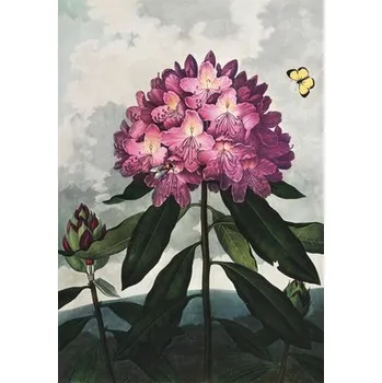 Fototapeta Fototapeta vliesová Rododendron 194x280 cm