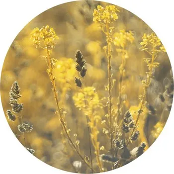 Fototapeta Fototapeta vliesová Bluegrass 190 cm