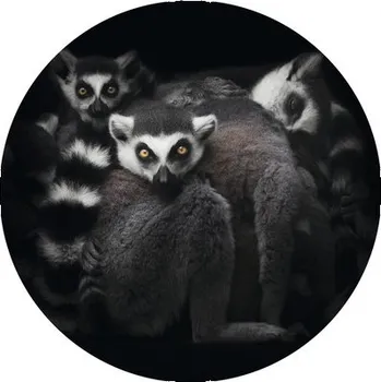 Fototapeta Fototapeta vliesová Lemuři 142,5 cm