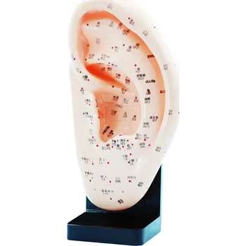 AcuPrime Model akupunkturních bodů ucha