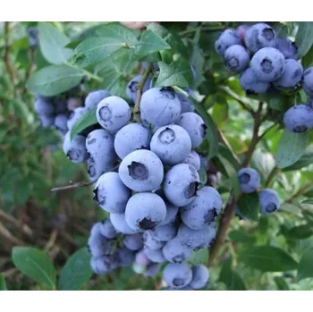 Sazenice Vaccinium cor. ´Duke´ 30–40, K2,5