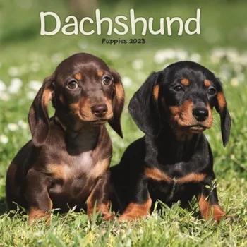 Kalendář Dachshund Puppies Mini Square Wall Calendar 2023 -
