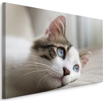 Dekorativní polštářek MyBestHome BOX Plátno Zasněné Kotě Varianta: 30x20