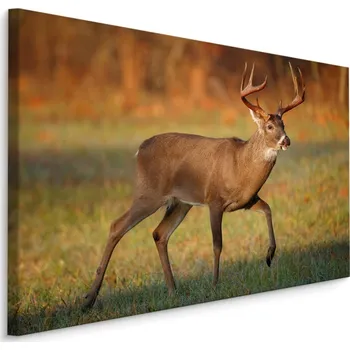 MyBestHome BOX Plátno Jelen Běloocasý Varianta: 30x20