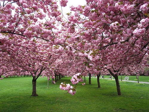 Prunus serr. 'Kanzan' Kontejner 15l, KM 180 cm