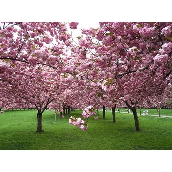 Sazenice Prunus serr. 'Kanzan' Kontejner 15l, KM 180 cm