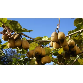 Sazenice Actinidia del. 'Jenny' - samosprašné KIWI Kontejner 2 l, v. 50-60 cm