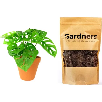 Gardners Set Monstera adansonii Monkey Mask a substrát, M Monstera, Adansonova monstera, Švýcarský sýr