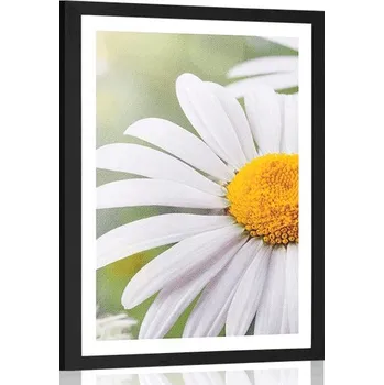 Plakát Dovido Plakát s paspartou květiny kopretiny