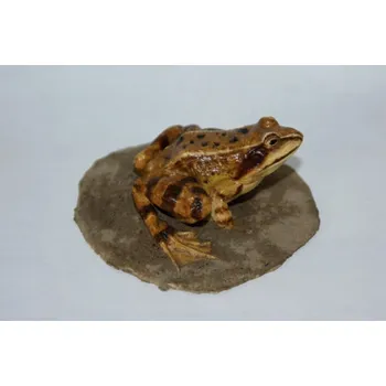 Plastový model Skokan hnědý