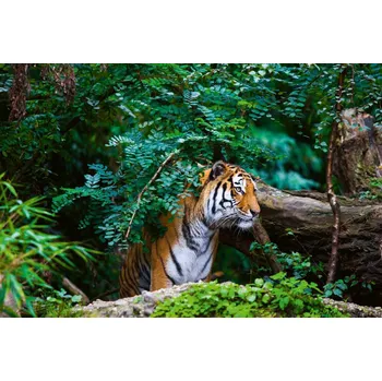 Fototapeta DIMEX | Vliesová fototapeta Tygr v džungli MS-5-0622 | 375 x 250 cm| zelená, černá, oranžová + Vliesová fototapeta na stěnu DIMEX Tygr v džungli MS50622 v rozměru 375 x 250 cm + lepidlo zdarma