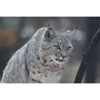 Fototapeta DIMEX | Vliesová fototapeta Rys kanadský MS-5-0548 | 375 x 250 cm| černá, hnědá, šedá + Vliesová fototapeta na stěnu DIMEX Rys kanadský MS50548 v rozměru 375 x 250 cm + lepidlo zdarma