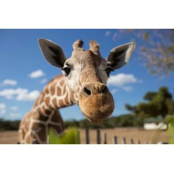Fototapeta DIMEX | Vliesová fototapeta Žirafí selfie MS-5-0445 | 375 x 250 cm| zelená, béžová, hnědá + Vliesová fototapeta na stěnu DIMEX Žirafí selfie MS50445 v rozměru 375 x 250 cm + lepidlo zdarma