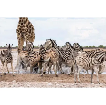 Fototapeta DIMEX | Vliesová fototapeta Zebry se žirafou MS-5-0457 | 375 x 250 cm| bílá, černá, hnědá + Vliesová fototapeta na stěnu DIMEX Zebry se žirafou MS50457 v rozměru 375 x 250 cm + lepidlo zdarma