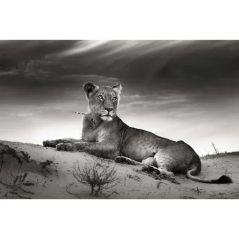 Fototapeta DIMEX | Vliesová fototapeta Lvice na poušti MS-5-0564 | 375 x 250 cm| bílá, černá + Vliesová fototapeta na stěnu DIMEX Lvice na poušti MS50564 v rozměru 375 x 250 cm + lepidlo zdarma