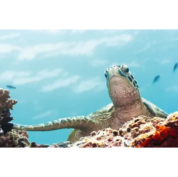 Fototapeta DIMEX | Vliesová fototapeta Želva pod vodou MS-5-0526 | 375 x 250 cm| modrá, béžová, oranžová + Vliesová fototapeta na stěnu DIMEX Želva pod vodou MS50526 v rozměru 375 x 250 cm + lepidlo zdarma