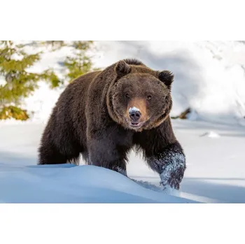 Fototapeta DIMEX | Vliesová fototapeta Divoký hnědý medvěd MS-5-0442 | 375 x 250 cm| zelená, bílá, hnědá + Vliesová fototapeta na stěnu DIMEX Divoký hnědý medvěd MS50442 v rozměru 375 x 250 cm + lepidlo zdarma