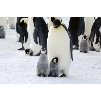 Fototapeta DIMEX | Vliesová fototapeta Rodina tučňáků MS-5-0476 | 375 x 250 cm| bílá, černá, žlutá, šedá + Vliesová fototapeta na stěnu DIMEX Rodina tučňáků MS50476 v rozměru 375 x 250 cm + lepidlo zdarma