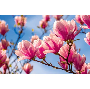 Fototapeta DIMEX | Vliesová fototapeta Magnólie MS-5-1372 | 375 x 250 cm| modrá, růžová + Vliesová fototapeta na stěnu DIMEX Magnólie MS51372 v rozměru 375 x 250 cm + lepidlo zdarma