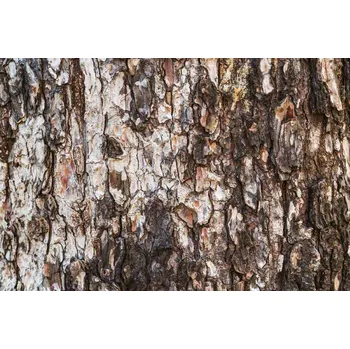 Fototapeta DIMEX | Vliesová fototapeta Textura borovice MS-5-2341 | 375 x 250 cm| béžová, hnědá + Vliesová fototapeta na stěnu DIMEX Textura borovice MS52341 v rozměru 375 x 250 cm + lepidlo zdarma