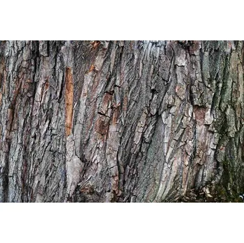 Fototapeta DIMEX | Vliesová fototapeta Dubová kůra MS-5-2346 | 375 x 250 cm| zelená, oranžová, hnědá + Vliesová fototapeta na stěnu DIMEX Dubová kůra MS52346 v rozměru 375 x 250 cm + lepidlo zdarma