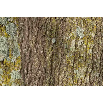 Fototapeta DIMEX | Vliesová fototapeta Textura kůry stromu MS-5-2338 | 375 x 250 cm| zelená, žlutá, hnědá + Vliesová fototapeta na stěnu DIMEX Textura kůry stromu MS52338 v rozměru 375 x 250 cm + lepidlo zdarma