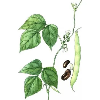 Koření Fazol plod, Velikost balení 100g