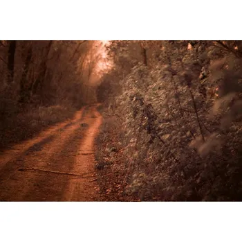 Fototapeta DIMEX | Vliesová fototapeta Cesta lemovaná duby MS-5-1708 | 375 x 250 cm| zelená, oranžová + Vliesová fototapeta na stěnu DIMEX Cesta lemovaná duby MS51708 v rozměru 375 x 250 cm + lepidlo zdarma