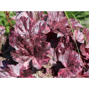 Sazenice Heuchera hybrida ´Midnight Rose´®