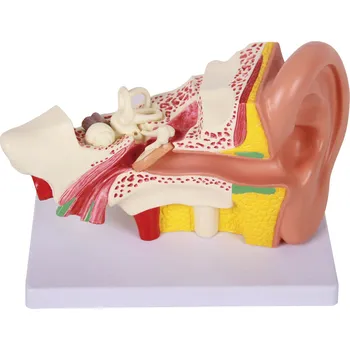 anatomický model Ucho - anatomický model