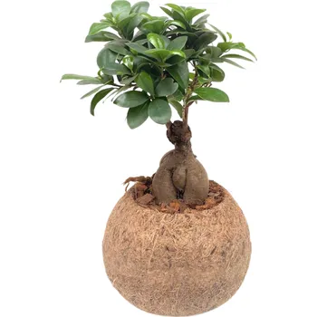Kokodama Ficus microcarpa Ginseng (L) Fíkovník drobnolistý závěsný květináč