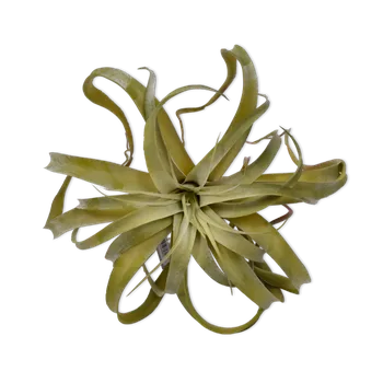 umělá květina C7.cz dekorace Kykatka - Tilandsie zelená 30 cm Zelená