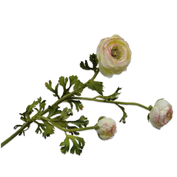 umělá květina Umělé květina, Pryskyřník - ranonculus zelený V70 cm