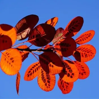 Přírodní voda Ruj vlasatá -Cotinus coggygria water 25 l